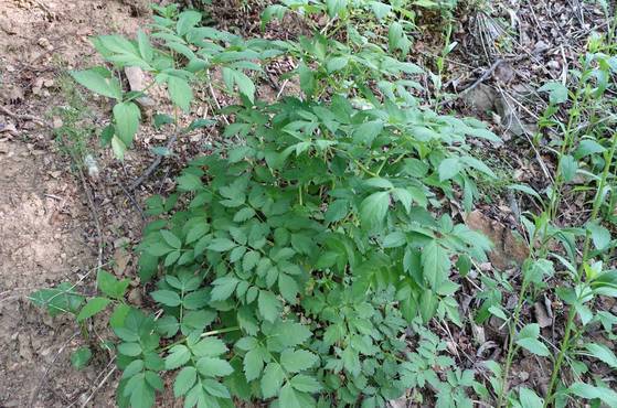 음식점 뒤 비탈에 자라는 강활나물. 잎을 뜯어 씹어보라고 했다. 썼다. “물을 마시면 화하다”며 이름에 ‘활’ 자가 들어가는 나물은 혈액순환을 도와준다고 설명을 덧붙였다.