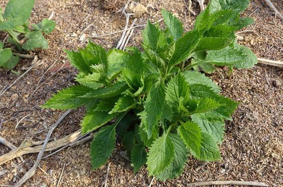 잎과 뿌리를 나물과 약재로 쓰는 모싯대.