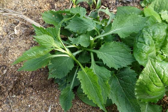 모싯대 줄기를 자르면 하얀 진이 나오는데 안정숙씨는 위 점막이 상했을 때 좋은 성분이라고 했다. 모싯대 뿌리는 해열·해독·거담 작용이 있어서 감기약으로 쓴다.
