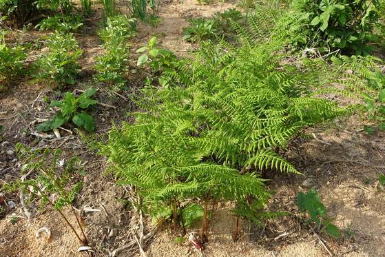 나물로 만들면 고사리와 비슷한 고비가 음식점 밭에서 자라고 있다. 무치거나 국으로 끓여 먹는다. 야생하는 종류가 8~9가지는 된다고 한다.