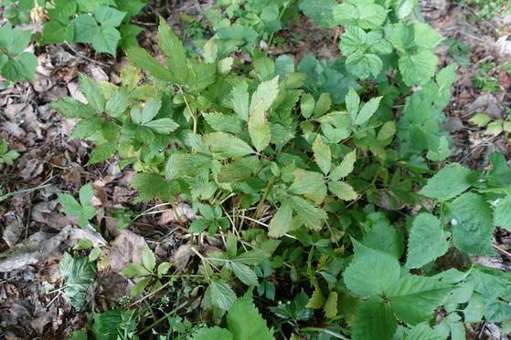 매미나물(노랑매미꽃)을 안정숙씨는 ‘애기똥풀’이라고 부르면서 높은 산에 자란다고 했다. 이 마을에서는 그렇게 불러온 모양이다.