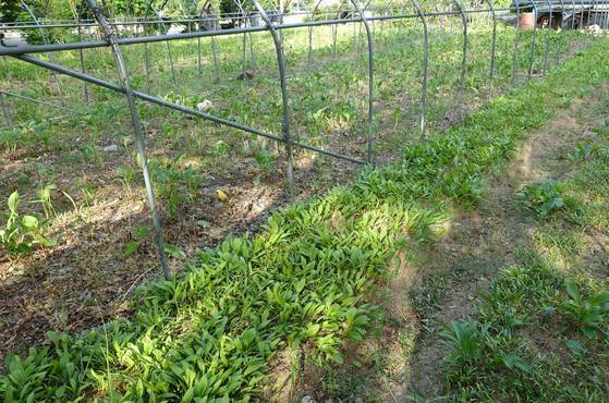 명이(산마늘) 밭이 아주 넓다. 쓰임이 많기 때문이다. 앞에 잎이 작고 촘촘한 것은 씨를 뿌려 키운 어린 개체이고, 뒤에 성글게 보이는 곳은 한 번 수확한 구역이다.