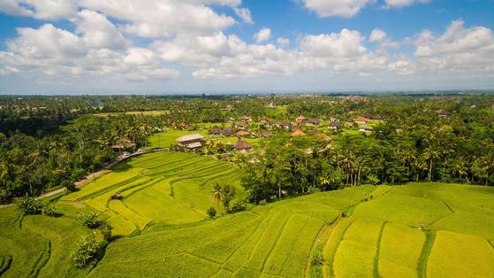 우붓의 계단식 논.