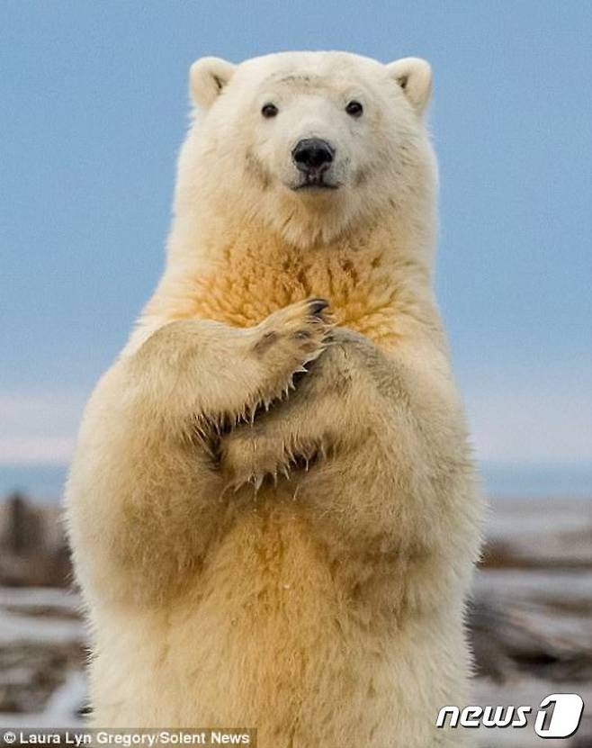 알래스카주 북극곰이 마치 춤을 추는 듯한 모습이다. (사진 영국 데일리메일 해당기사 캡처) © News1