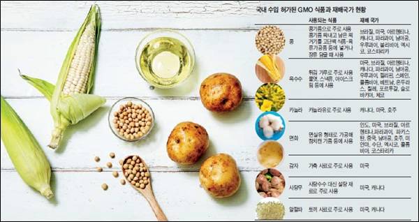 국내에 수입이 허가된 GMO 식품은 대두·옥수수·카놀라·면화·감자·사탕무·알팔파 등 총 7가지다. 이들 식품 중 대두와 옥수수는 식품용으로 수입돼 기름이나 전분의 형태로 시중에서 팔리고 있다.