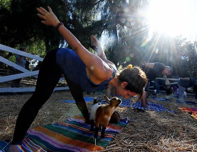 미국 캘리포니아 주 사우전드오크스에 있는 라벤더 우드 농장(Lavender wood Farm)의 ‘염소 요가’수업 장면.[AFP=연합뉴스]