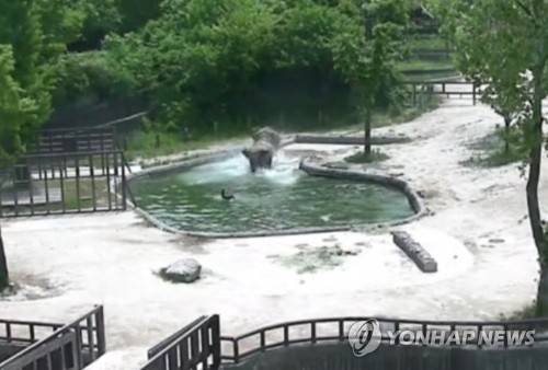 (서울=연합뉴스) 서울대공원은 물에 빠진 아기코끼리 희망이를 엄마 수겔라와 이모 키마가 함께 구하는 감동적인 영상을 공개했다.       이 영상에서는 장난치다가 실수로 물에 빠진 아기코끼리를 보고 엄마 코끼리가 발을 구르며 걱정하자 함께 공동 육아를 하던 옆집 보모 코끼리가 달려와 엄마 코끼리를 이끌고 물가로 들어가 아기 코끼리를 데리고 나온다. 사진은 수겔라와 키마가 희망이를 구하러 물가에 들어간 모습. [서울대공원 제공=연합뉴스]