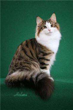 사진=핀터레스트