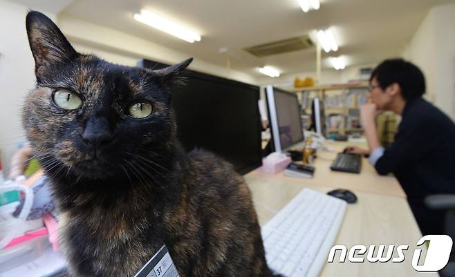23일 오후(현지시각) 일본 도쿄 신주쿠 페레이 코퍼레이션(Ferray Corporation)에서 직원들이 데려온 고양이가 사무실에서 휴식을 취하고 있다. 2017.6.23/뉴스1 © News1 이재명 기자