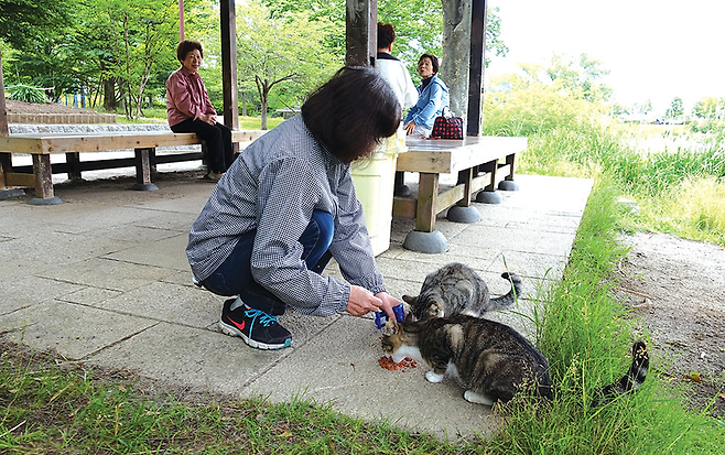 이른 아침 일본 센다이(仙臺)의 한 공원 입구 정자 앞에서 지역고양이에게 먹이를 주고 있는 주민들. © 사진=이인자 교수 제공