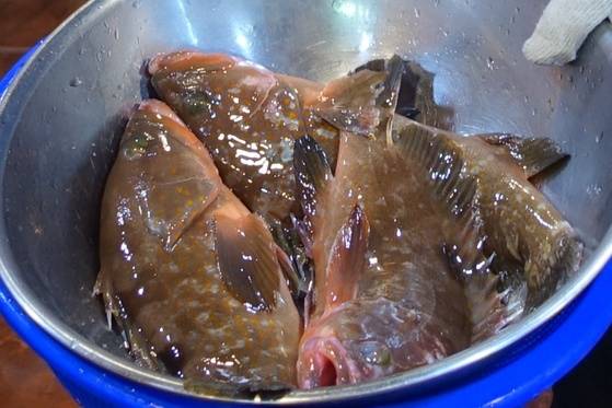 붉바리 활어 3마리를 회로 준비하기 위해 수조에서 주방으로 옮기고 있다. 도다리보다 한길 위로 대접 받는 생선이다.