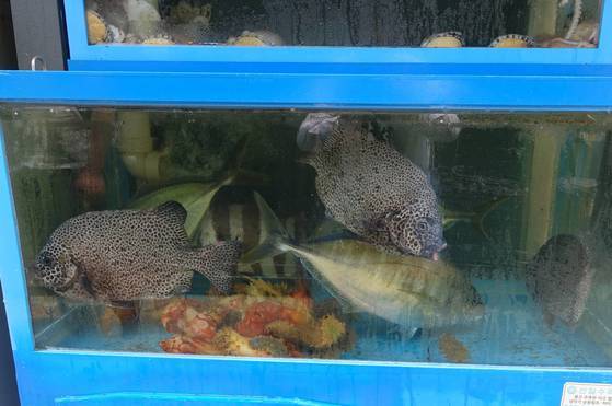 노량진수산시장에서 바로 횟집에 도착한 활어들. 점박이 강당돔(배달한 사람은 ‘범돔’이라 함) 3마리, 줄무늬 돌돔 1마리, 날렵한 유선형의 줄전갱이 3마리가 왔다.