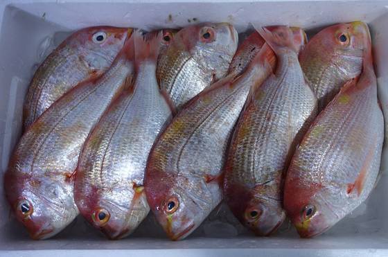 활어와 함께 배달 온 아이스박스에는 회로 먹어도 될법한 참돔 10마리가 들어 있다. 회를 먹은 손님에게 맑은탕으로 끓여 낼 때 쓸 거라고 했다.