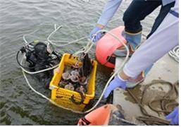 강바닥에 쌓인 퇴적물을 채취하는 모습. [사진 국립환경과학원]