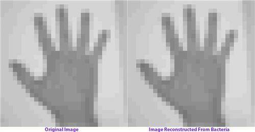 원본 이미지(왼쪽)와 세균에 정보를 입력한 뒤 다시 복원한 이미지. [Seth Shipman 제공]