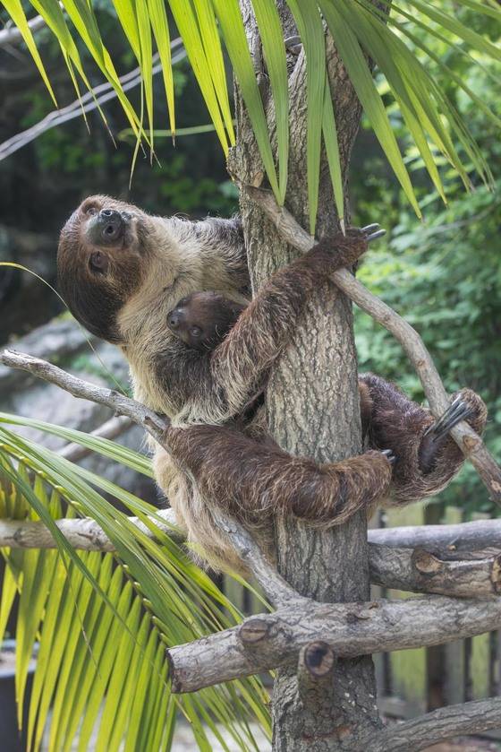 나무늘보 엄마 '땡'과 올해 1월에 태어난 넷째 [사진 에버랜드]