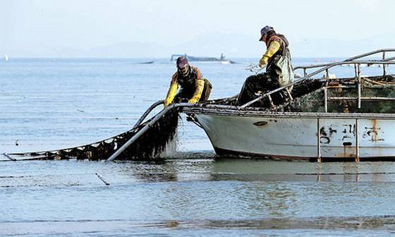 김 채취 장면. [중앙포토]