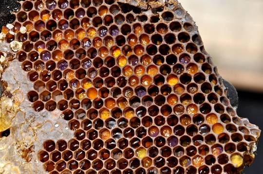 벌집. 픽사베이 제공