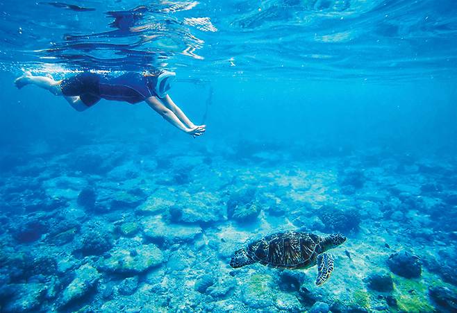 길리 트라왕안섬에서 스노클링을 하면 바다거북을 만날 수 있다.