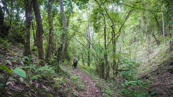 울창한 정글을 헤치며 걸어야 하는 히포 트레킹.