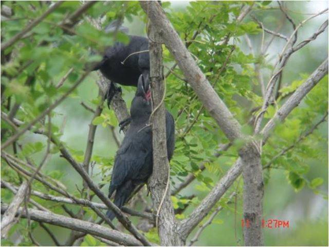 일본 우츠노미야시 외곽에서 2009년 5월 어미 까마귀가 새끼에게 먹이를 주고 있다. 국립생태원 제공