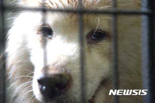 【남양주=뉴시스】조수정 기자 = '내 주인은 왜 나를 버렸을까, 나는 어디로 가는걸까' 구조돼 해외로 입양을 가는 사모예드 품종의 중대형 유기견. 개도 슬픔을 느낀다. 자꾸 눈물을 흘린다. 눈가가 촉촉히 젖었다. chocrystal@newsis.com