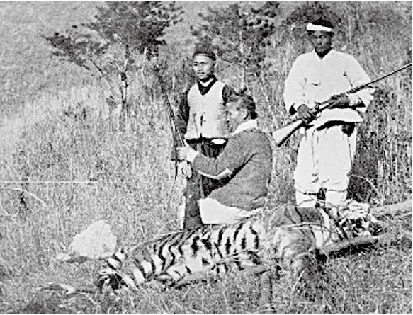 1903년 전남 진도에서 찍힌 것으로 추정되는 호랑이 사진. 영국 런던에서 1915년 출판된 <아시아와 북미에서의 수렵>에 실렸다.   한국범보전기금 제공