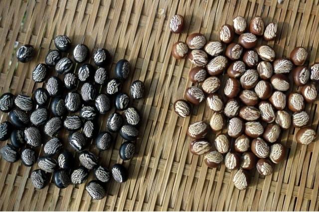 ▲ 피마자콩과 피마자밤콩. 피마자밤콩은 이동 농부가 어릴 때 호주머니에 빵빵하게 넣고 다니면서 먹던, 어머니가 생각나는 콩이다. ⓒ이영동