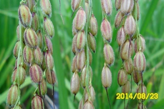 ▲ 수정꽃벼. 변종을 발견해 고정한 종자다. 맑아서 수정 같다고 '수정꽃벼'라고 이름을 지었다. 15년 되었다. ⓒ이영동