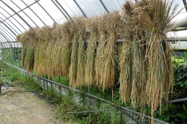 ▲ 토종벼를 채종해서 말리고 있다. ⓒ이영동