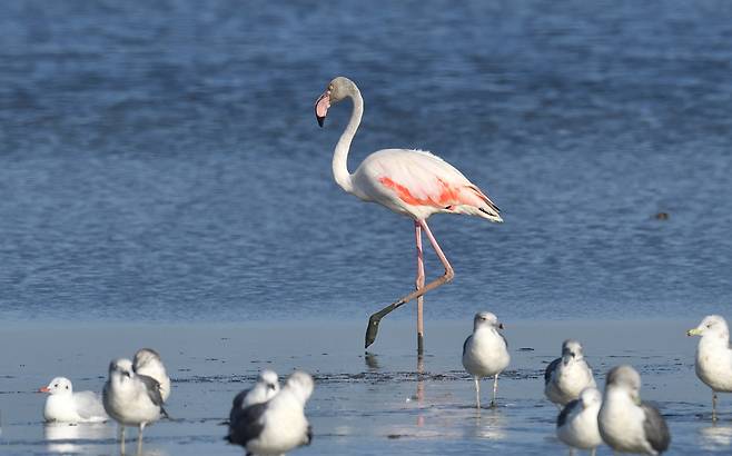 25일 새만금 간척지의 물이 고인 곳에서 홍학 1마리가 발견됐다.  윤순영 한국야생조류보호협회 이사장 제공