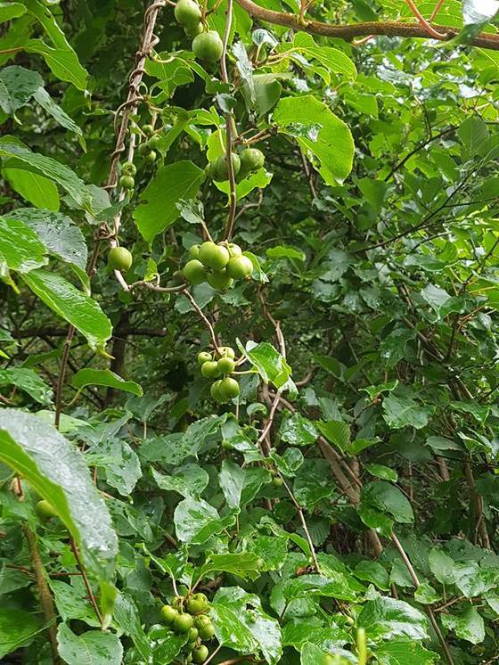 삼봉약수 아래 ‘오대산 내고향’의 여주인 안정숙씨가 지난달 17일 페이스북에 올린 다래 사진.