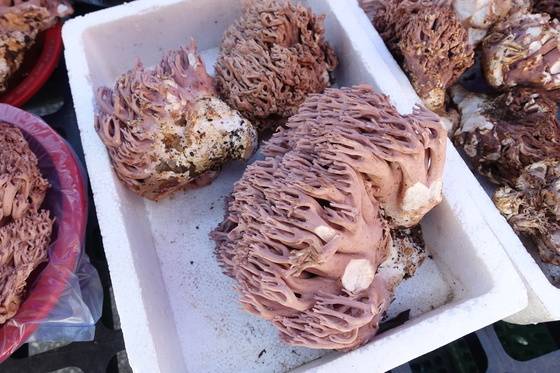 홍천 오일장터에 팔려고 내놓은 싸리버섯. 상태가 아주 좋은 것 2만원어치를 담아 진열했다