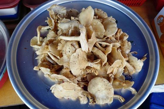 버섯을 파는 아주머니는 ‘산느타리’ ‘자연느타리’라고 했다. 값은 1만원을 불렀다. 다른 사람은 버섯 양이 더 많은데 5000원이라 했다. 일반적으로 회색깔때기버섯이라 하며 땅느타리·서리버섯·칡버섯 등으로도 불린다.