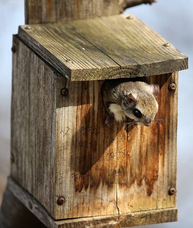 ▲ 새집을 달아주면 새만 와서 살지 않는다. 하늘다람쥐가 이 집의 주인이다. ⓒ도연