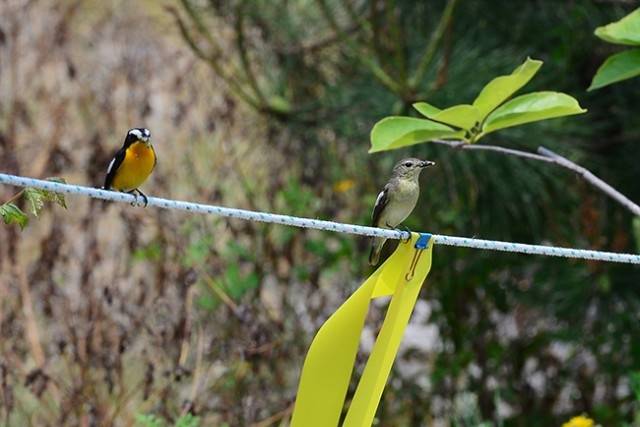 ▲ 뱀에게 둥지를 털려 새끼를 잃은 흰눈썹황금새 내외는 일주일을 저 자리에서 울다 사라졌다. ⓒ도연