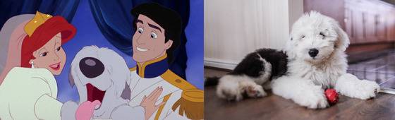 애니메이션 '인어공주' 에릭왕자 애완견 맥스의 모델견 올드 잉글리시 쉽독.(사진출처 구글)© News1