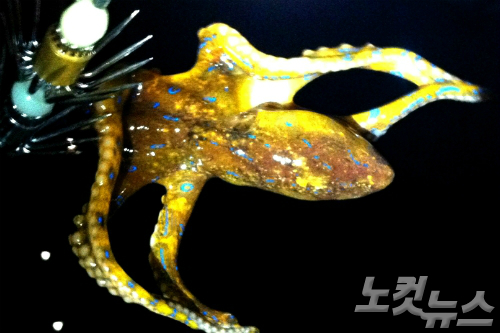 제주지역에서 발견된 독성문어인 '파란고리문어류' (사진=아열대수산연구센터 제공)