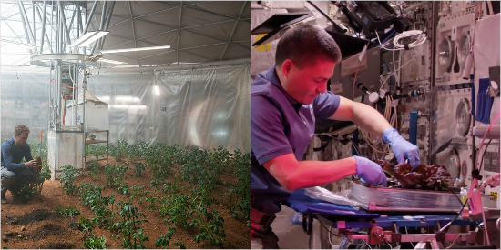 왼쪽은 우주선에서 감자를 기르는 영화의 한 장면, 오른쪽은 ISS에서 적상추를 실제로 재배한 모습(사진제공=폭스/나사)