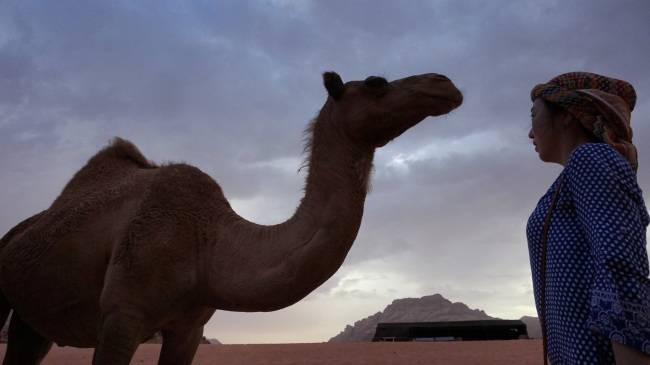 와디럼 사막에서 한 관광객이 홀로 지나는 낙타와 마주보고 섰다.