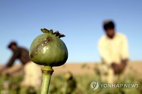 지난 4월 아프가니스탄 칸다하르의 양귀비 밭에서 농부들이 생아편을 추수하고 있다.(AP=연합뉴스 자료사진)
