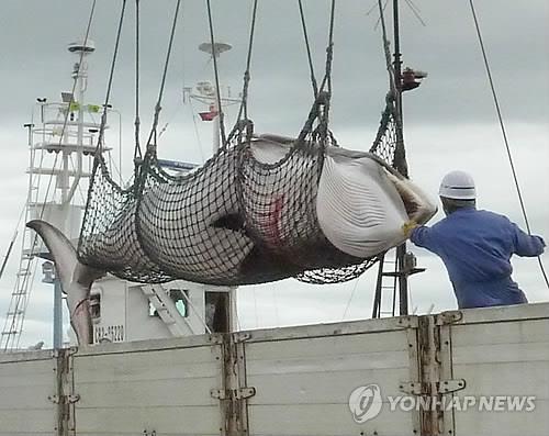 (쿠시로<일본 홋카이도> 교도=연합뉴스.자료사진) 2013년 9월 6일 홋카이도(北海道) 인근에서 일본이 조사 포경으로 붙잡은 밍크 고래를 들어 올려 배에서 내리는 모습.