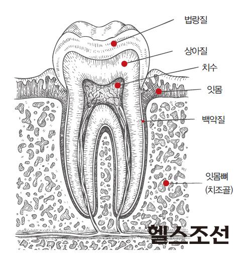 [헬스조선]치아구조
