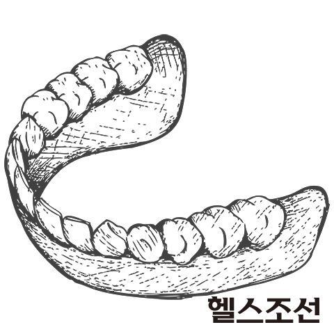 [헬스조선]아래쪽 치아 모형