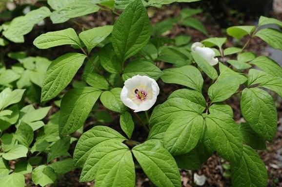 약용식물원의 백작약