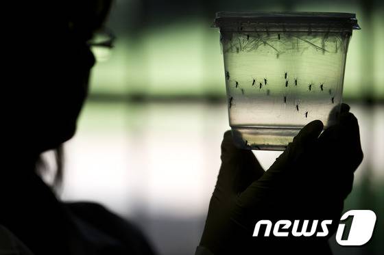 소두증을 유발할 가능성이 있는 것으로 알려진 '지카 바이러스의 감염매개체인 이집트숲모기. © AFP=뉴스1
