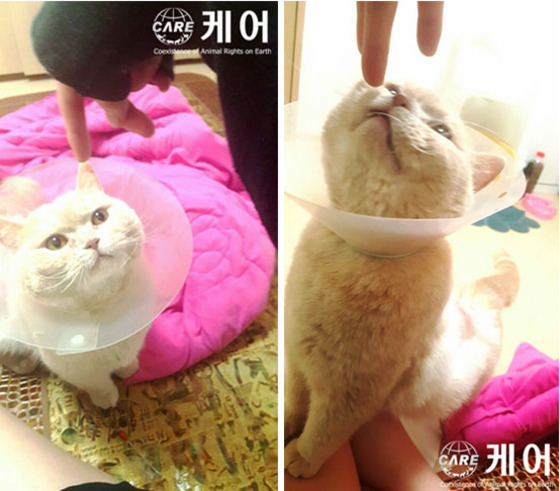 7개월여간 입원 치료후 건강을 되찾은 고양이 푸스(2) .(사진 케어 제공)© News1
