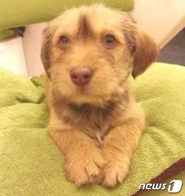 셜록이가 버려진 당시의 모습. (사진 케어 제공) © News1