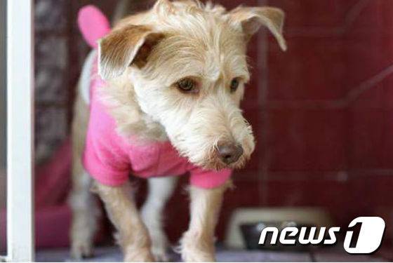 케어 답십리 입양 센터에서 새 가족을 기다리고 있는 셜록이. (사진 케어 제공) © News1