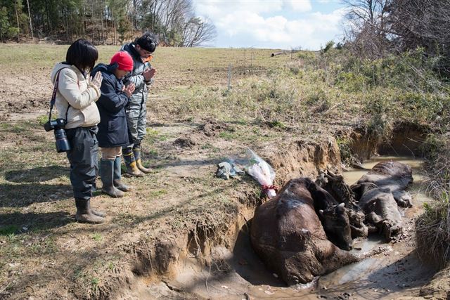 후쿠시마 원전 사고 4주기가 된 지난해 3월 오염지역 내 가축 살처분 과정에서 농가주인 및 관계자들이 현장을 찾아 희생된 소를 추모하고 있다. 피에르 엠마뉴엘 델레트헤 프리랜서 기자 pe.deletree@gmail.com